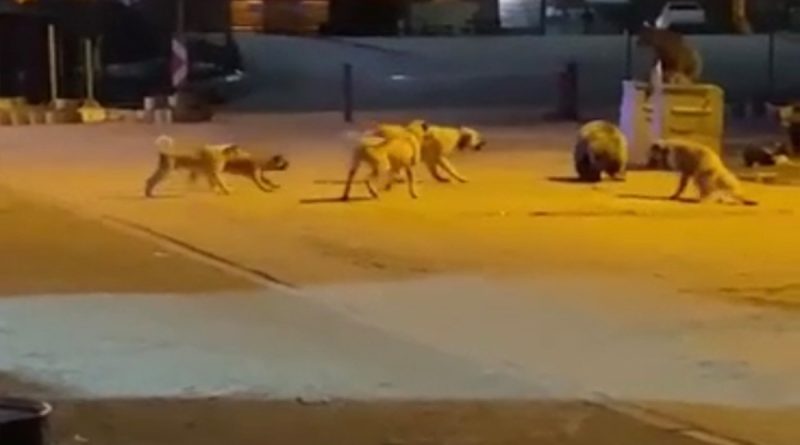 Uludağ’da yemek aramaya inen ayıların köpek sürüsü ile kavgası kameralarda