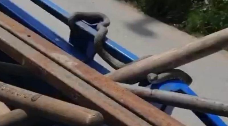 Yılanın pat pat seyahati kamerada