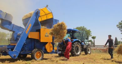 43 derece sıcakta mercimek hasadı