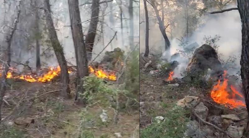 Alanya’da orman yangınında 5 dönüm alan zarar gördü