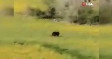 Ankara’da köye inen yavru ayı cep telefonu kamerasında