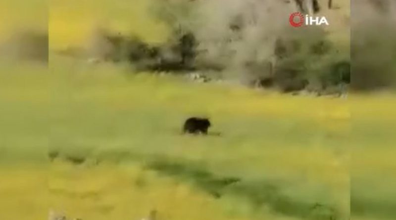 Ankara’da köye inen yavru ayı cep telefonu kamerasında