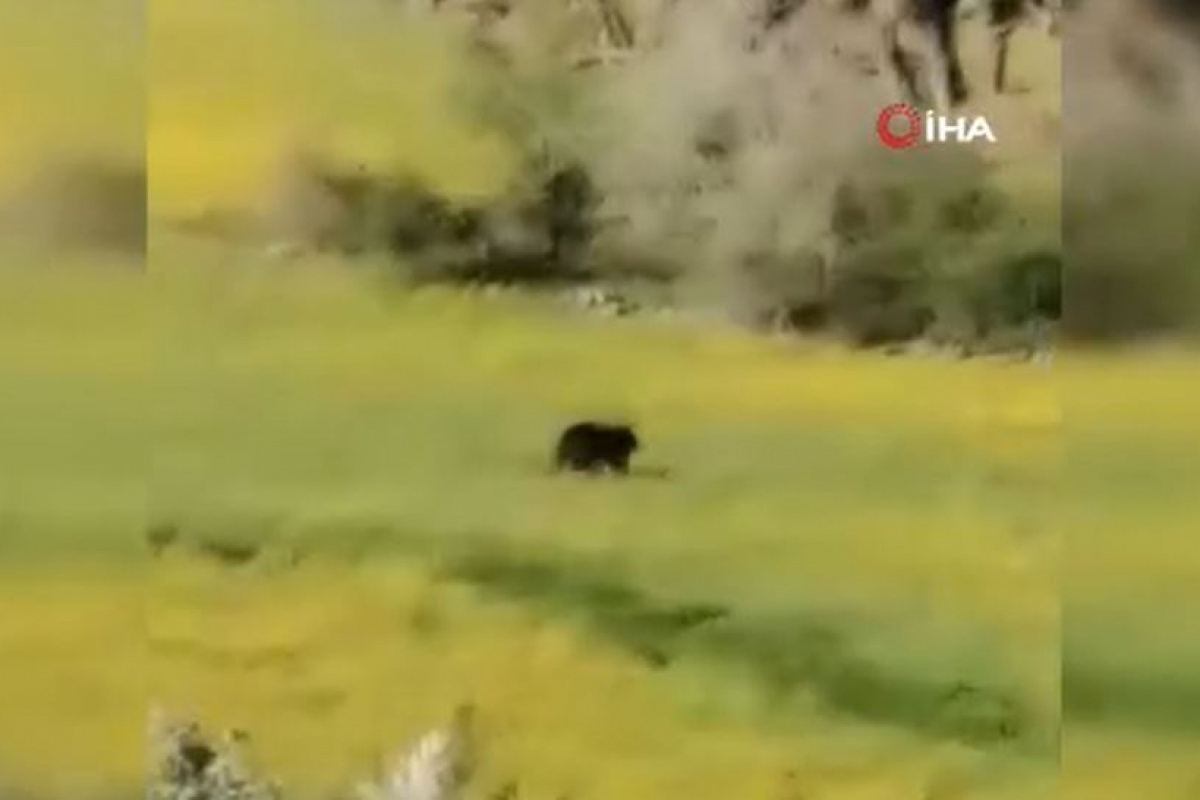 Ankara’da köye inen yavru ayı cep telefonu kamerasında