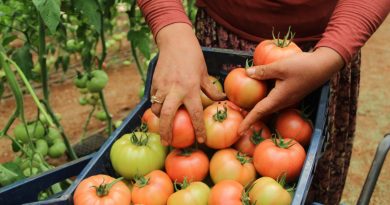 Antalya'da serada 40 dereceye yaklaşan sıcaklıkta domates hasadı