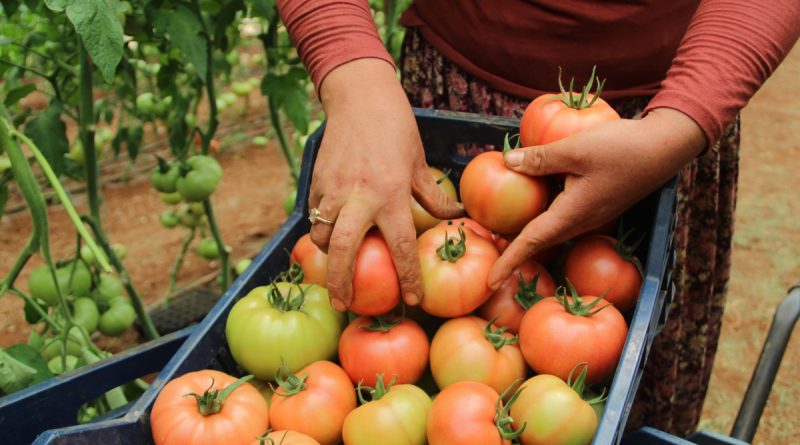 Antalya'da serada 40 dereceye yaklaşan sıcaklıkta domates hasadı