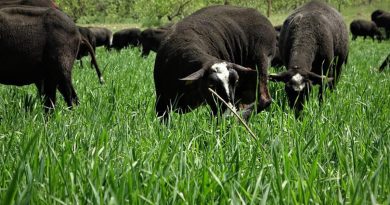 Aracıyı ortadan kaldırdılar ayda 5 ton et satıyorlar