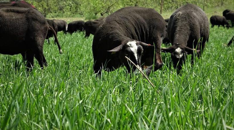 Aracıyı ortadan kaldırdılar ayda 5 ton et satıyorlar