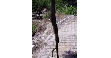 Aydın'da dev yılan korkuttu