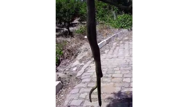 Aydın'da dev yılan korkuttu