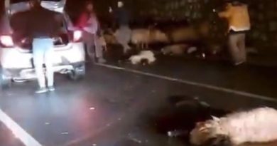 Batman’da otomobil koyun sürüsüne daldı: 50 koyun telef oldu