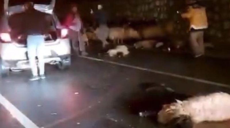 Batman’da otomobil koyun sürüsüne daldı: 50 koyun telef oldu