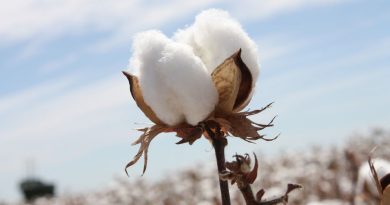 Beyaz altında destek ödemeleri başladı