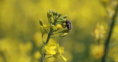 Biyodizel ham maddesi 'kanola' çiftçinin yeni umudu oldu