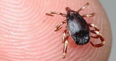 Bu belirtiler varsa dikkat: Uzmanlar kenelere karşı uyardı