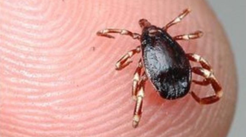 Bu belirtiler varsa dikkat: Uzmanlar kenelere karşı uyardı