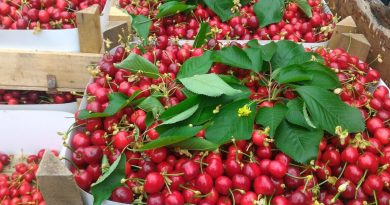 Bursa'da kiraz hasadı başladı