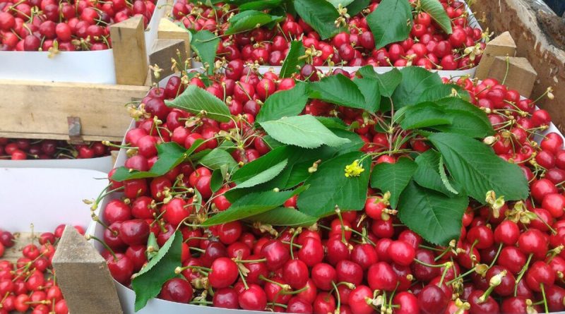 Bursa'da kiraz hasadı başladı