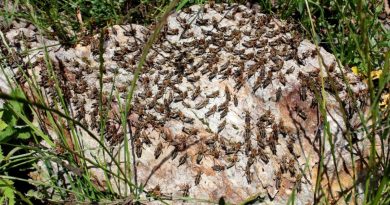 Çiftçilerin korkulu rüyası çekirgeler tarım arazilerini istila etti