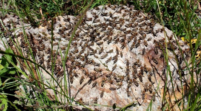 Çiftçilerin korkulu rüyası çekirgeler tarım arazilerini istila etti