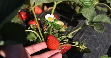 Çilek festivaline çilek hasadıyla davet: 7 bin ton hasat yapılması bekleniyor