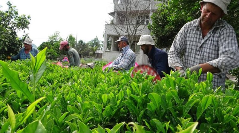 Cumhurbaşkanı Erdoğan yaş çay taban fiyatını desteklemeler ile birlikte 7 lira olarak açıkladı