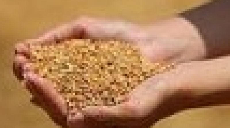 Edirne'de buğday 5,640 TL'den satıldı