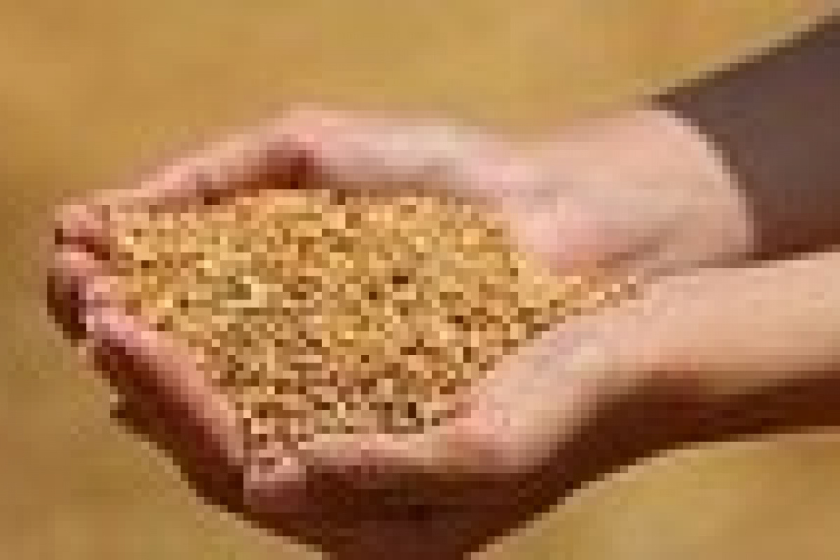 Edirne'de buğday 5,640 TL'den satıldı