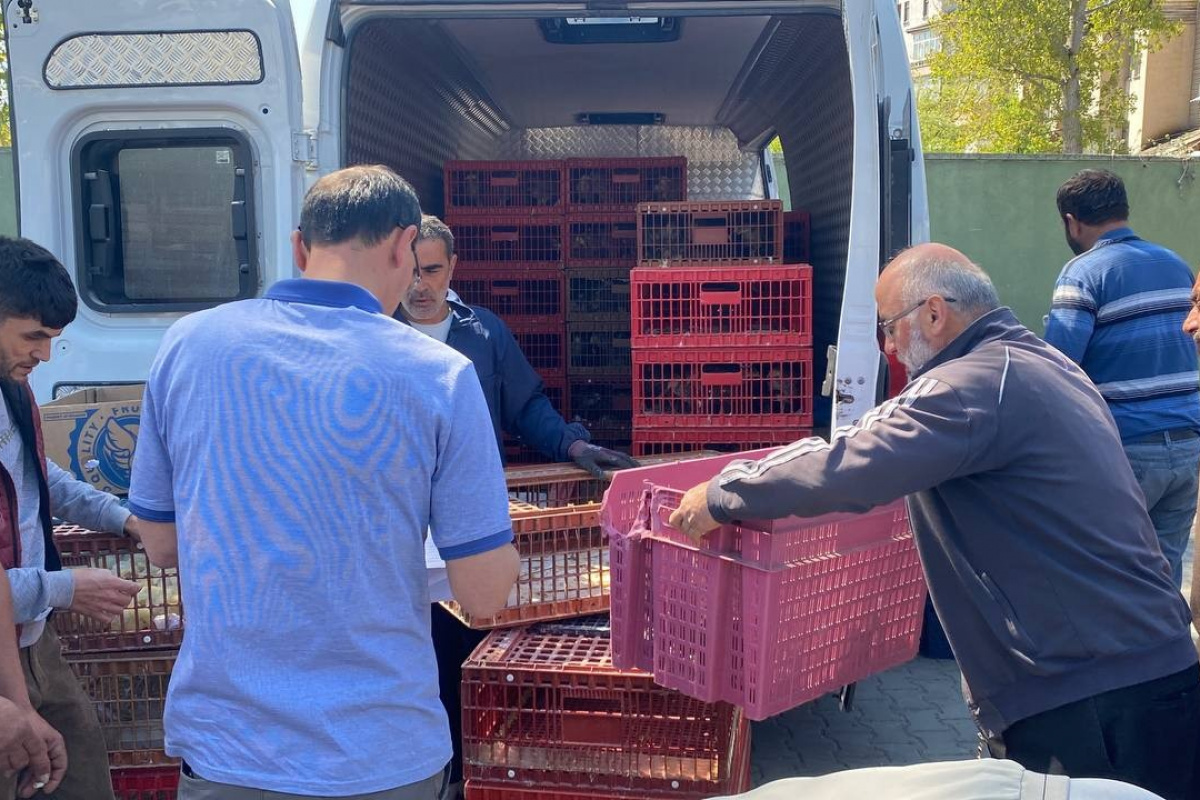 Eflani çiftçisine 2 bin 500 adet hindi ve tavuk civcivi dağıtıldı