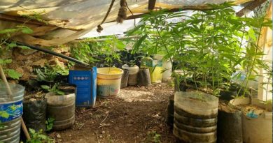 Evinde kenevir yetiştiren şüpheliye operasyon