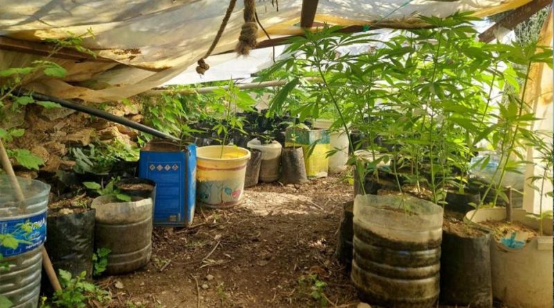 Evinde kenevir yetiştiren şüpheliye operasyon