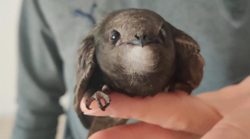 Evinin balkonunda ebabil kuşu buldu