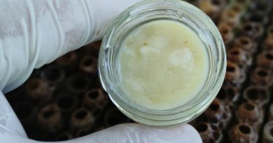 Gram gram sağım yapılan sütte hasat başladı