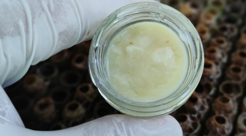 Gram gram sağım yapılan sütte hasat başladı