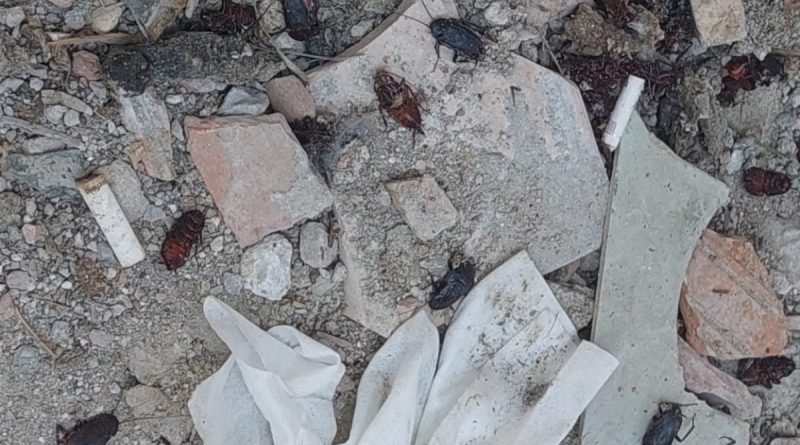 'Hamam böceği' istilası: Gündüz ölü taklidi yapıyorlar gece evlere dadanıyorlar