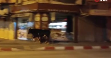 Hatay'da kaçan dana ortalığı birbirine kattı