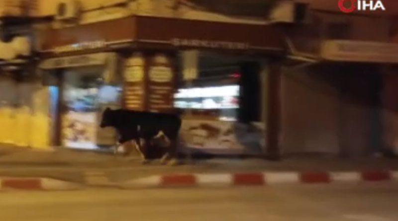 Hatay'da kaçan dana ortalığı birbirine kattı