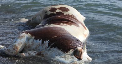 Hatay'da sahile vurmuş ölü inek şaşkına çevirdi