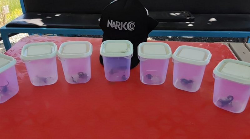 İzinsiz akrep toplayan şahıslara yüklü miktarda ceza