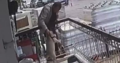 İzmir'de balkondan çalınan köpek bulundu