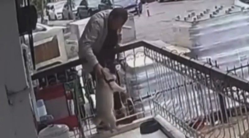 İzmir'de balkondan çalınan köpek bulundu