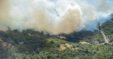İzmir’in iki ilçesindeki orman yangınlarında 12 hektarlık alan zarar gördü