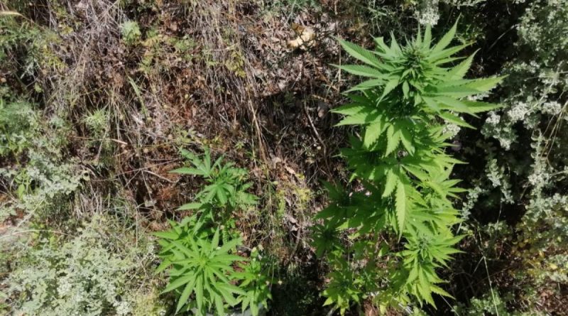 Jandarmadan zeytin bahçesine kenevir operasyonu