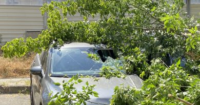 Kadıköy’de ağaç 2 otomobilin üzerine devrildi, bir kişi yaralandı
