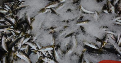 Karadeniz'de az miktarda avlanan istavrit 40 TL’den satışta