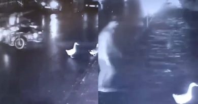 Kartal’da pes dedirten hırsızlık: Ördekleri çaldılar