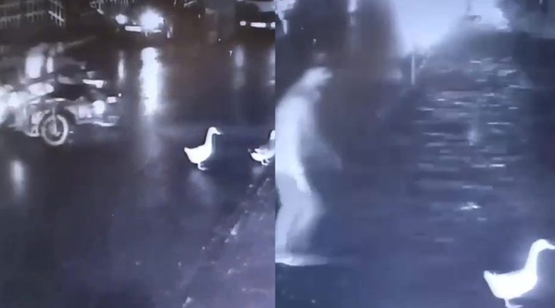 Kartal’da pes dedirten hırsızlık: Ördekleri çaldılar