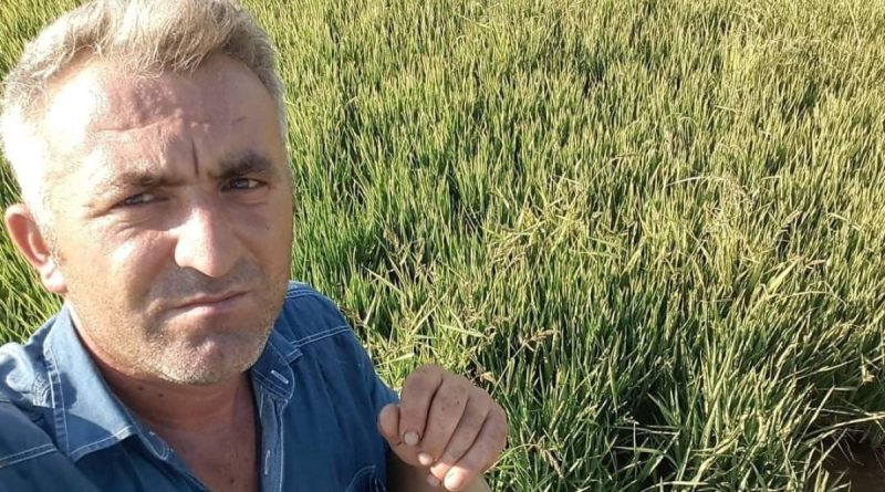 Kestiği ağacın altında can verdi