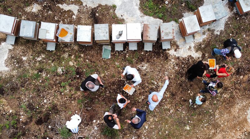 Kilosu 400 TL, milyonlarca arı 100 gramını bir günde topluyor