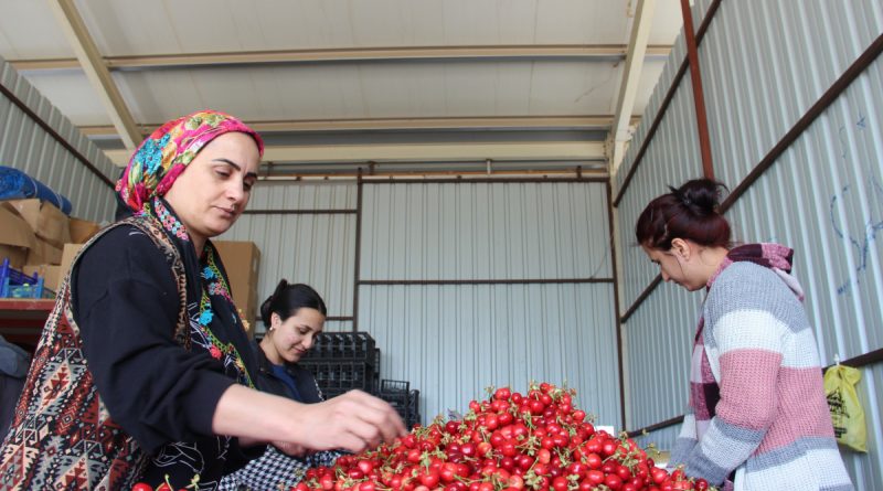 Kirazda fiyatlar düştü