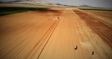 Konya Ovasında ayçiçeği ve pancarda yüksek rekolte umudu